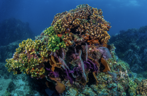 Hawaii Bans Sunscreen to Protect Coral Reefs. – The Roar